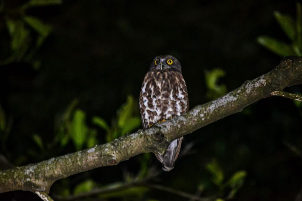 Owls of Colombo: Nighttime Guardians Battling Myths and Urban&nbsp;Challenges
