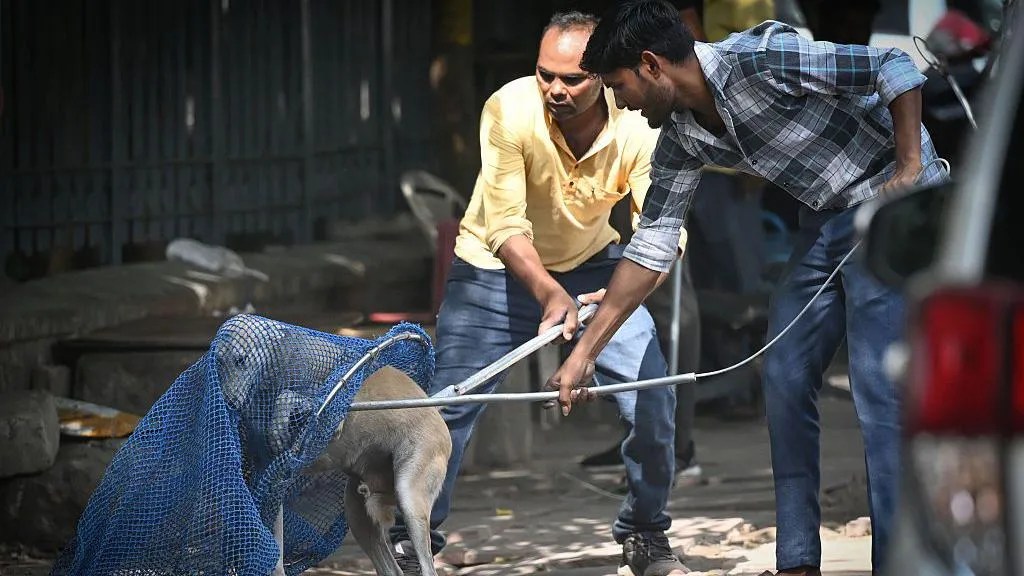 India’s Supreme Court Orders Mass Removal of Stray Dogs in Delhi Amid Rabies&nbsp;Concerns