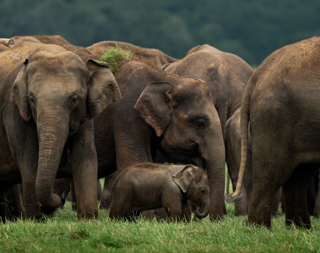 Sri Lanka: A Journey Across an Island Where Beauty and History Refuse to Be&nbsp;Separated