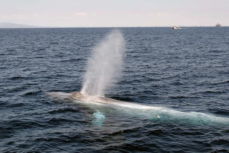 Blue Whales’ Silent Songs Signal Alarming Ocean&nbsp;Changes